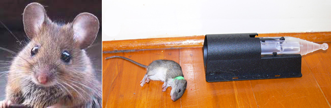 Who Invented The Mouse Trap