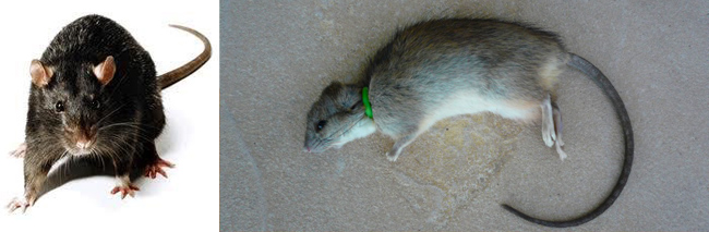 rat-trap-1.jpg